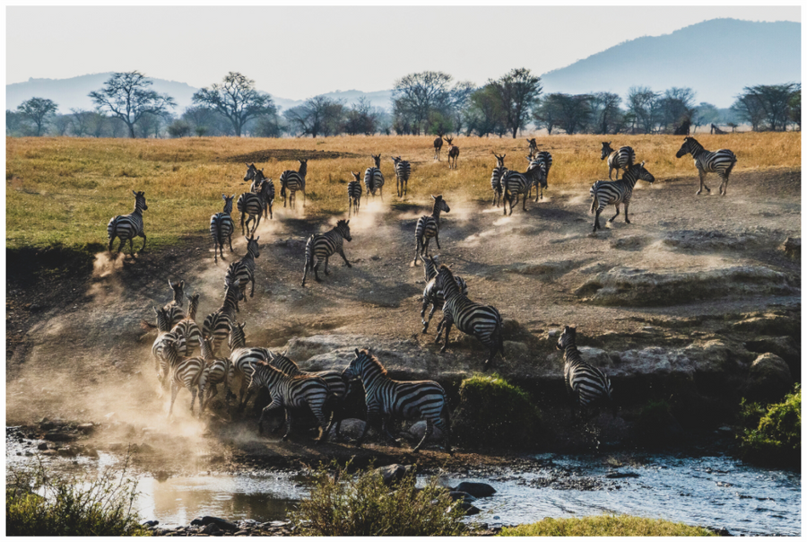 Herde, Fine-Art-Fotografie, Serengeti, Tansania