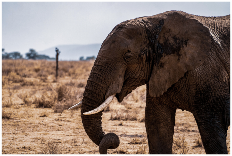 Gigant, Fine-Art-Fotografie, Serengeti, Tansania