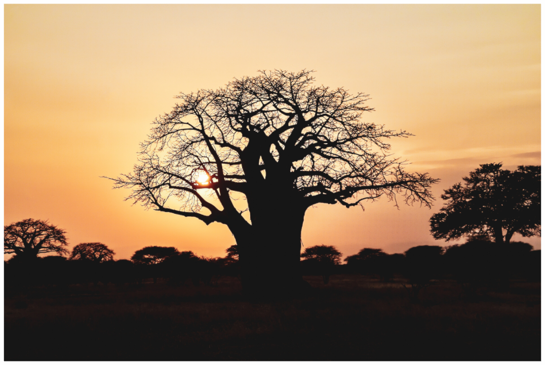 Baobab, Fine-Art-Fotografie, Tansania
