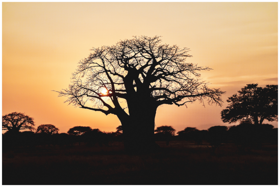 Baobab, Fine-Art-Fotografie, Tansania