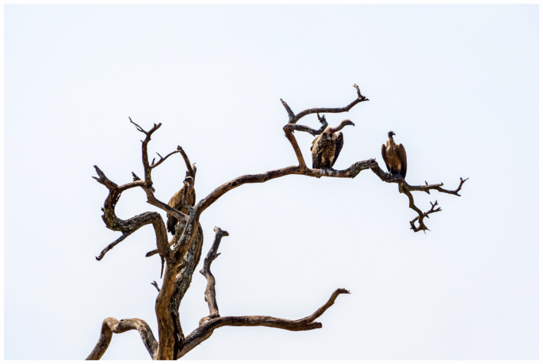 Wächter, Fine-Art-Fotografie, Serengeti, Tansania