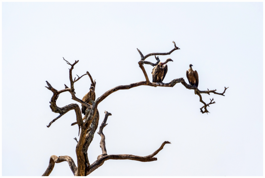Wächter, Fine-Art-Fotografie, Serengeti, Tansania