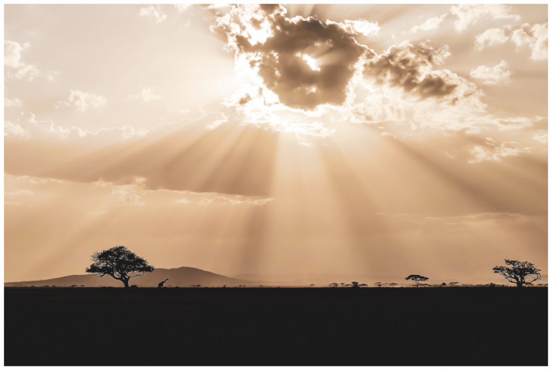 Serengeti im Rahmen Eiche, 3D-Ansicht